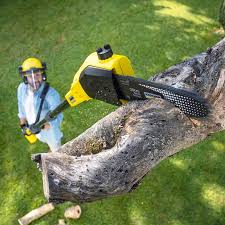 Best Hazardous Tree Removal  in Fuller Heights, FL